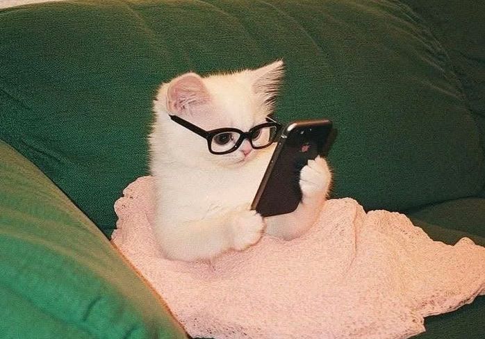 TrustedHousesitters 面試技巧全攻略