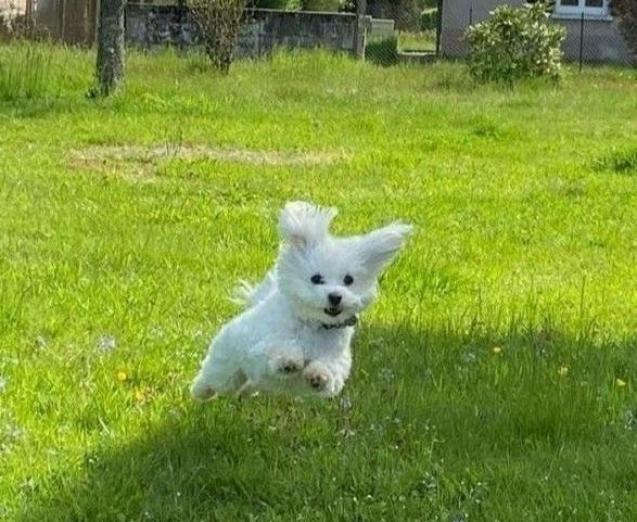 寵物換宿視訊常見問題