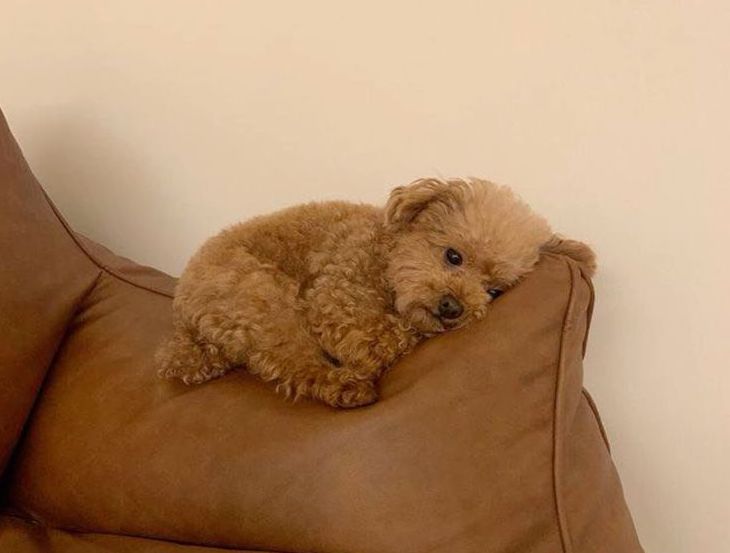 TrustedHousesitters寵物換宿攻略